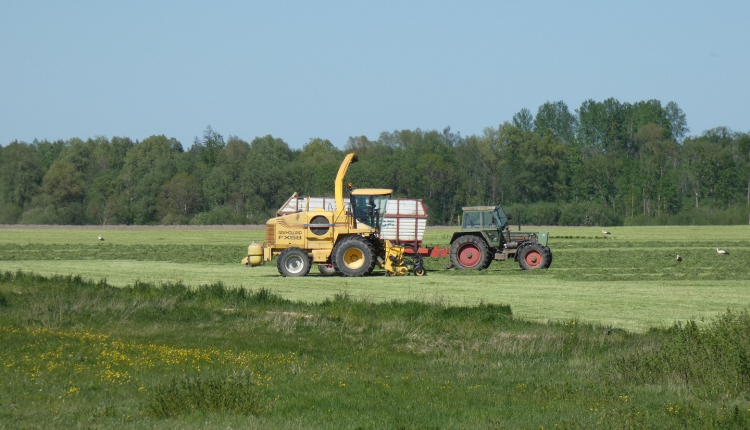 lopbarības kombains sagatvo vasarā pļavā lopbarību ziemai, smalcinot to un iekraujot traktora piekabē