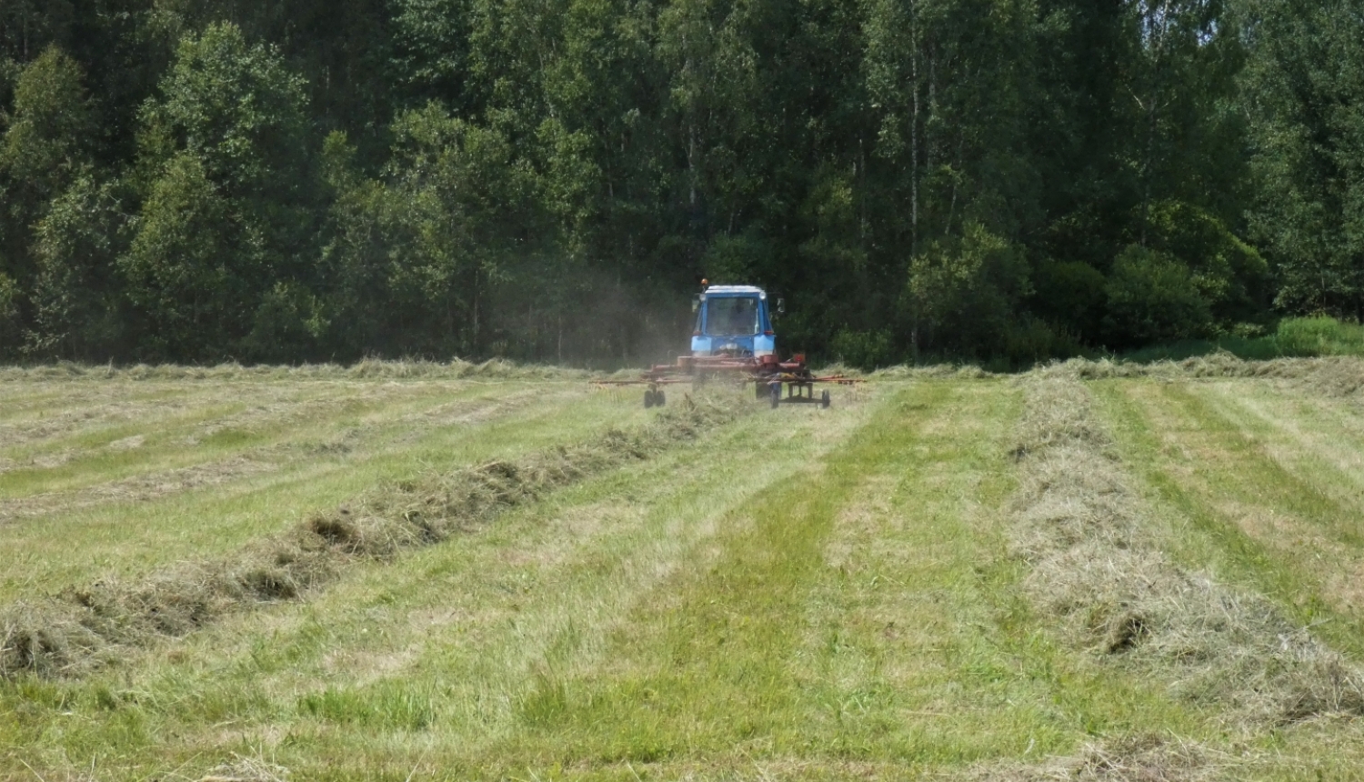traktors brauc pa pļavu un apvērš lopbarības siena vālus tā žāvēšanai